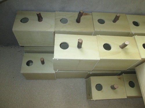 Nids eupheme bourke - 4,