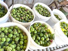 25 lbs FRESH Japanese Prunus