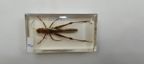 Résine inclusion insectes