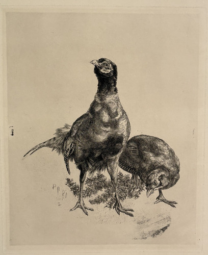 Couple faisans gravure eau - couple,