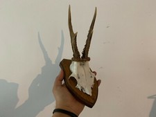 Trophée de chevreuil sur