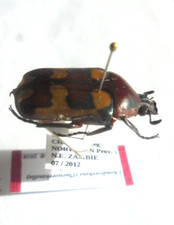 PLAESIORHINELLA bonnardi  M A1  PARATYPE