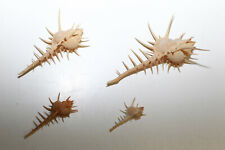 4 Coquillages Murex Pecten