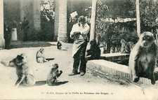 ALGERIE BLIDA Gorges de la