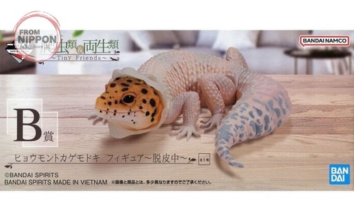 Gecko léopard mue - léopard, ~