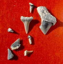 DENTS DE REQUINS DU CRÉTACÉ DE CHARENTE-MARITIME