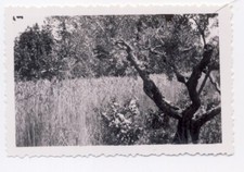 Vintage artistic small photo - wheat grass field and tree