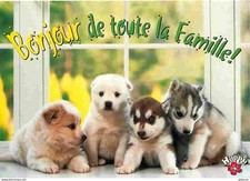 Carte Postale - Animaux -