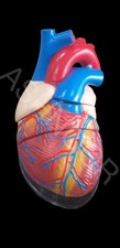 Modèle D'Anatomie Du Cœur