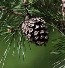 Pinus nigra - Pin noir | Pin