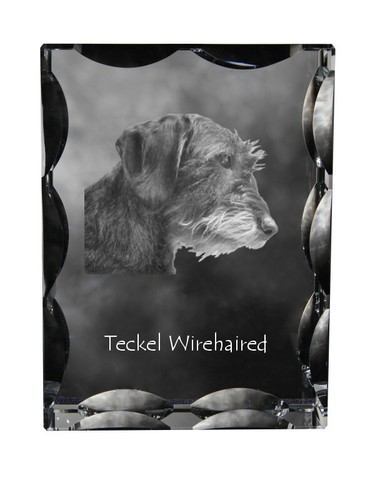 Teckel poil dur cadre en - teckel,