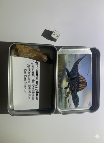 Dent fossile spinosaurus - de,