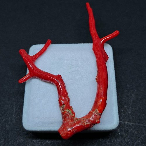 Branche corail rouge polie - corail,