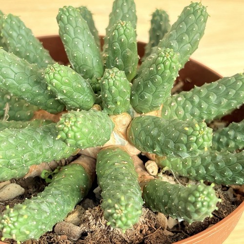 Euphorbia esculenta pot cm - euphorbia, 14
