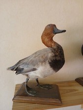 canard empaillé sur support