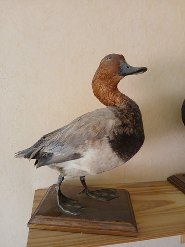 Canard empaillé sur - canard, support