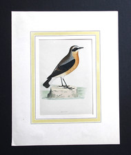 Gravure anglaise ancienne d'un traquet motteux "wheatear". XIXe