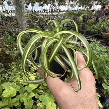 Curly Spider Plant -