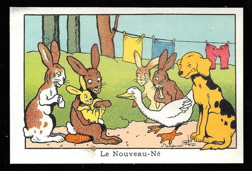 Nouveau né lapin - -,