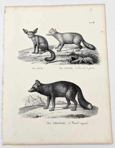 Lithographie renard des - :, le