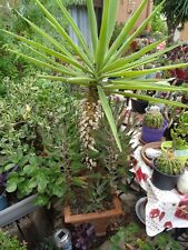 1m,40 beau yucca  tres agé