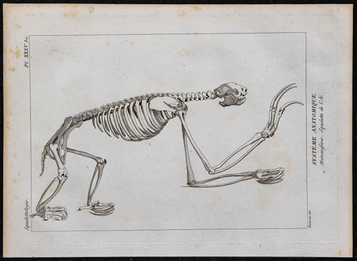 1825 squelette un ai - 1825,