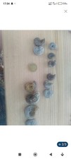 fossiles ammonites de