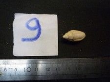 207.03 B - LYRIA BRANDERI