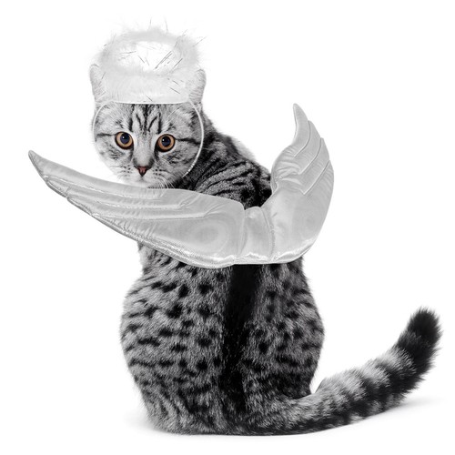 Vêtements pour animaux - animaux, de
