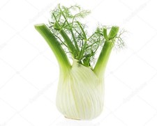 250 Graines de fenouil doux CRISTAL non traitées - Fenouil bulbeux potager bulbe