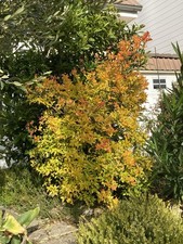 20 Pépins De Poncirus « Flying Dragon »