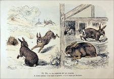 GARENNE et CLAPIER, Lièvre