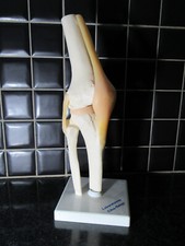 An 80/90 - Ecorché anatomie