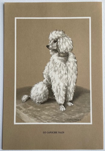 Chiens race caniche - race, le
