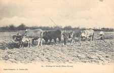 CPA 79 ATTELAGE DE BOEUFS DEUX