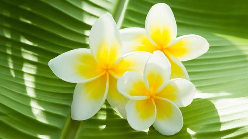 Graines fraîches plumeria - graines,