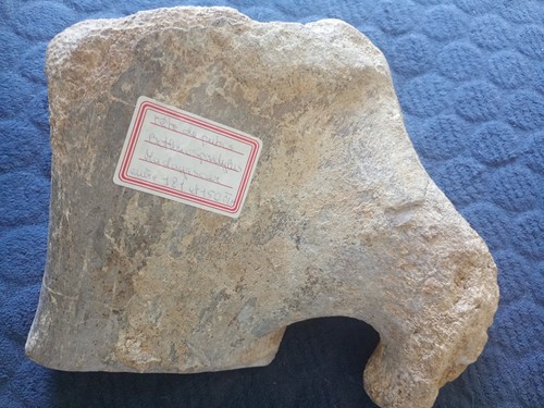 Fossilisé dinosaure - os,