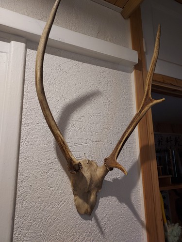 Chevreuil crâne avec - bois, –