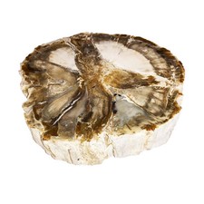 Bois Fossilisé - MCBF01