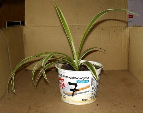 Jeune chlorophytum 7 - jeune,