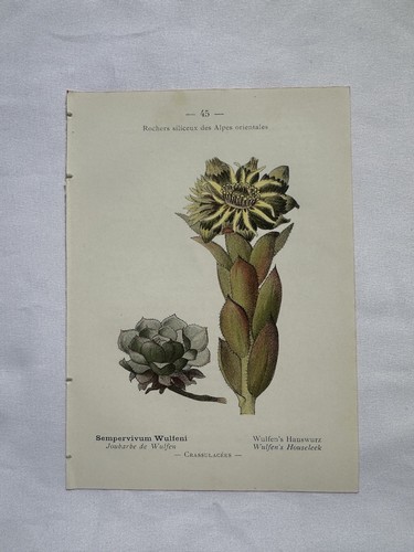 Planche botanique ancienne - planche,