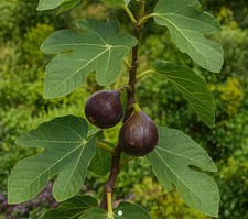 FIGUIERS PLANTS ( Nombreuses