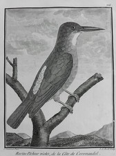 MARTIN PECHEUR VIOLET COROMANDEL INDE GRAVURE 1782 SONNERAT ORNITHOLOGIE S61