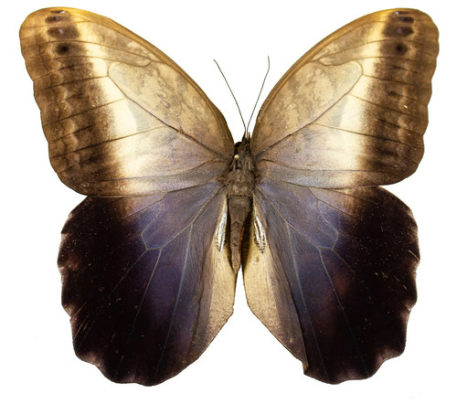 Entomologie papillon - entomologie,