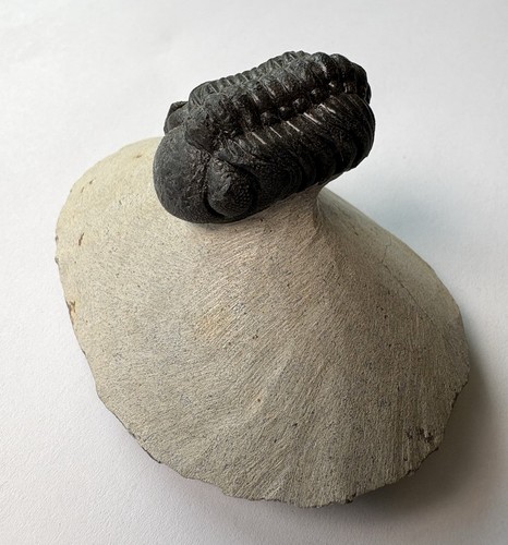 Phacops trilobite fossils - trilobite,