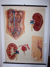 affiche scolaire  anatomie le rein