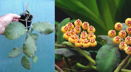 Hoya waymaniae rare - hoya, rare,