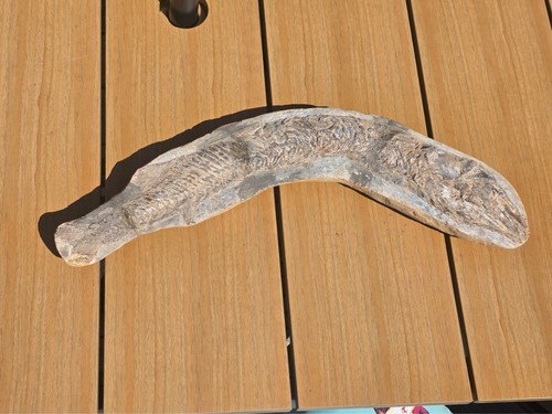 Vinctifer comptoni fish fossil - comptoni,