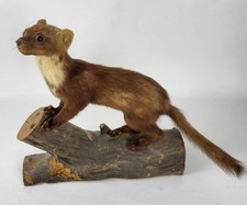 Martre Des Pins Taxidermie