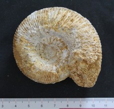 Ammonite fossile Bajocien